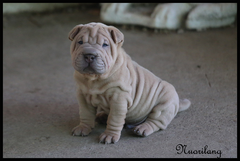 B..... - Shar Pei