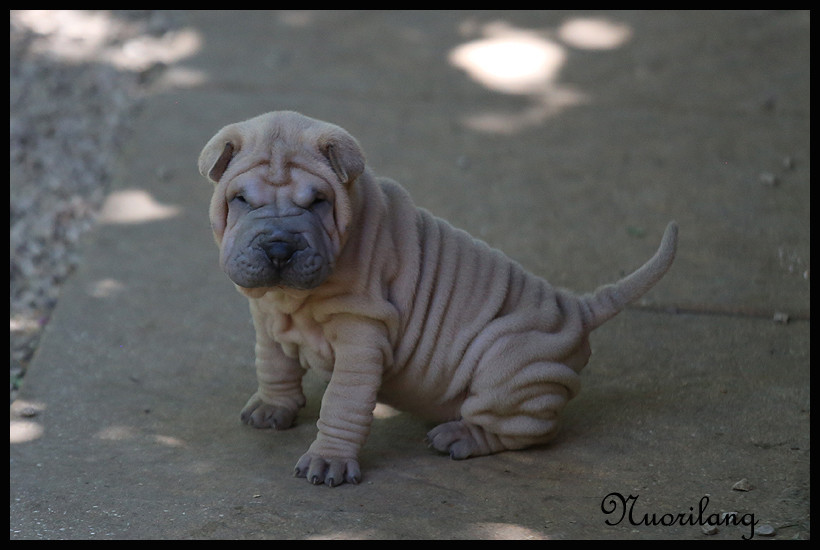 FEMELLE ISABELLA BLUE HORSE COAT 2 - Shar Pei