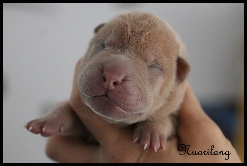 Femelle isabella brush coat 3 - Shar Pei