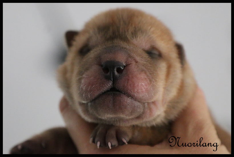 MALE FAUVE BRUSH COAT 1