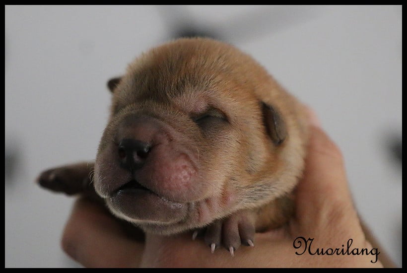 MALE FAUVE BRUSH COAT 1