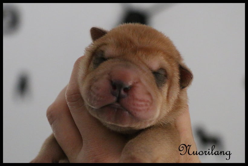 MALE FAUVE BRUSH COAT 2