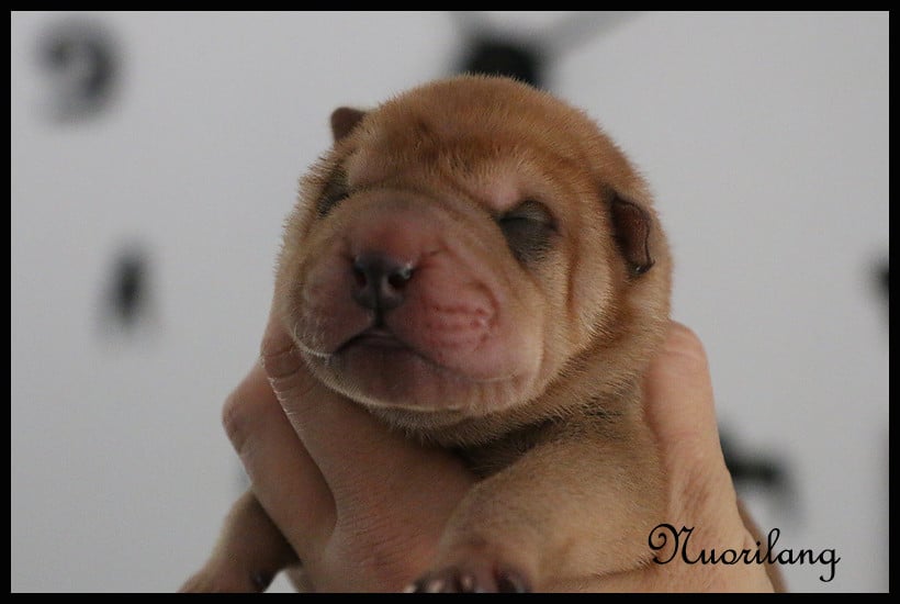 MALE FAUVE BRUSH COAT 2