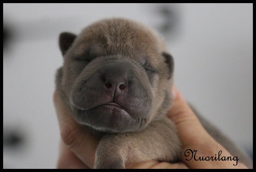 Balou