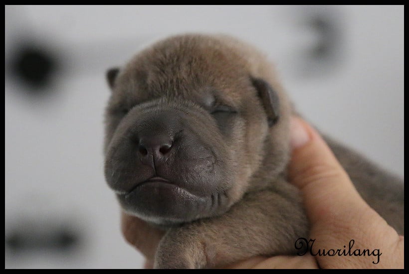 Balou