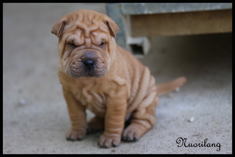 MALE FAUVE BRUSH COAT 2