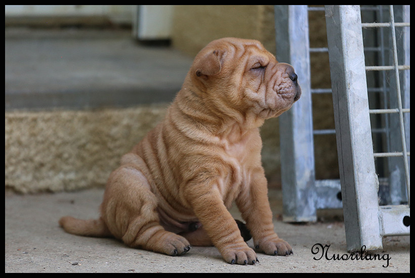 MALE FAUVE BRUSH COAT 2