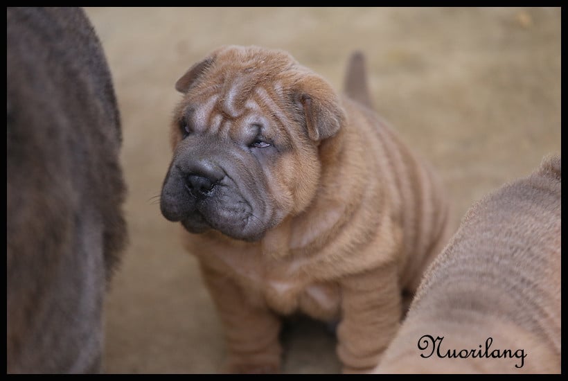 Baloo