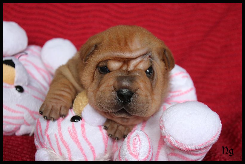 Romy - Shar Pei