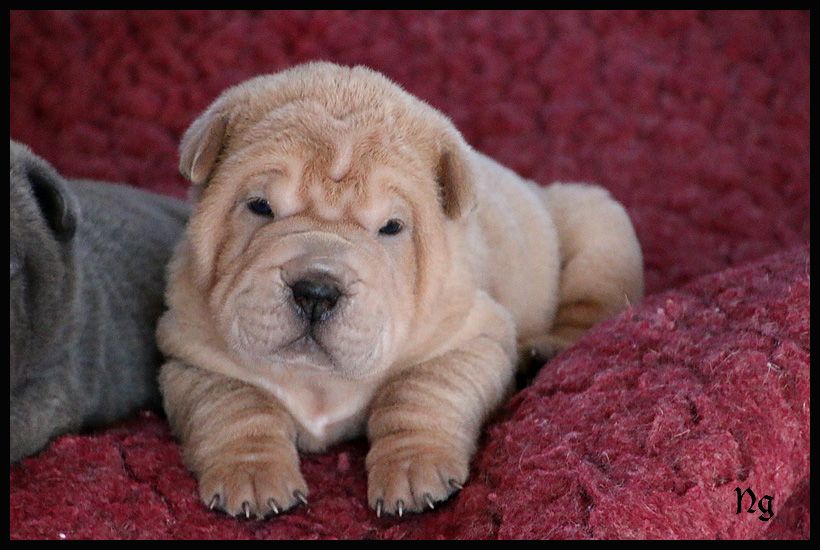 Shar Pei