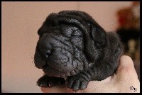 du Nuorilang - Shar Pei - Portée née le 02/01/2019