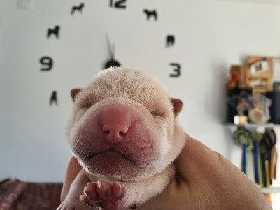 du Nuorilang - Shar Pei - Portée née le 08/01/2022