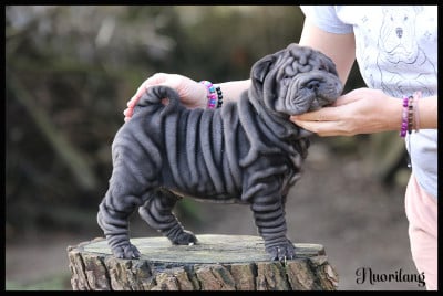 Shar Pei