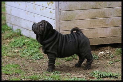 Les chiots de Shar Pei