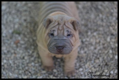 Les chiots de Shar Pei