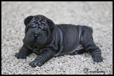 FEMELLE NOIRE HORSE COAT - Shar Pei