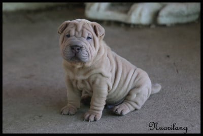 B..... - Shar Pei