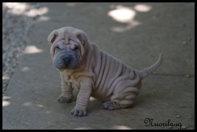FEMELLE ISABELLA BLUE HORSE COAT 2 - Shar Pei