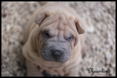 Les chiots de Shar Pei