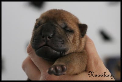 Les chiots de Shar Pei
