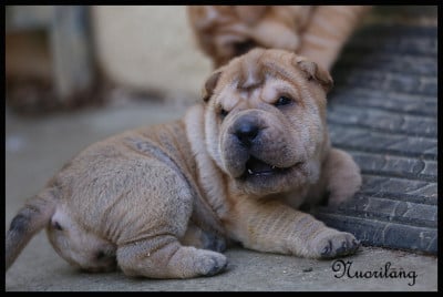 Les chiots de Shar Pei