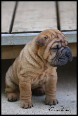 Les chiots de Shar Pei