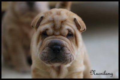 Les chiots de Shar Pei