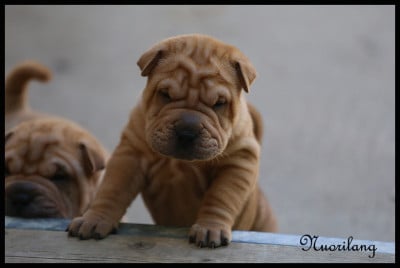 Les chiots de Shar Pei