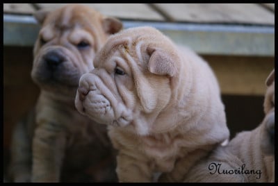 Les chiots de Shar Pei