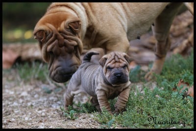 Les chiots de Shar Pei