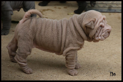 Les chiots de Shar Pei