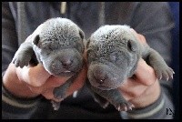 du Nuorilang - Shar Pei - Portée née le 17/03/2020