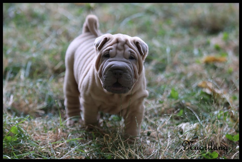 Shar Pei - du Nuorilang