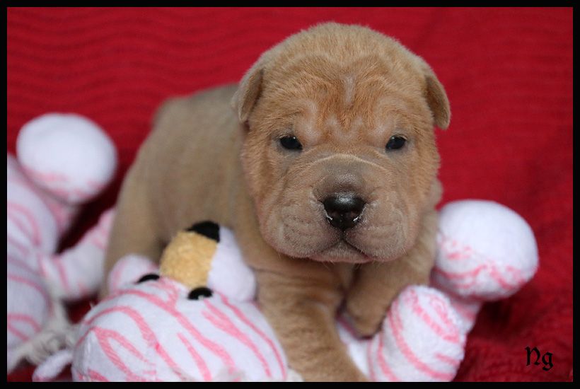 FEMELLE ISABELLA BLEU - Shar Pei