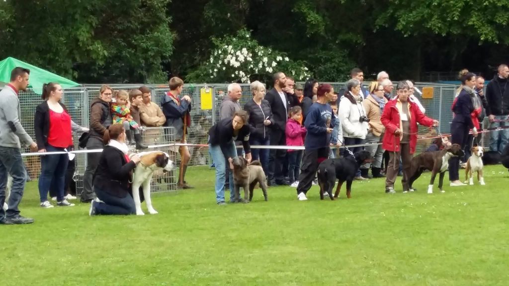 CH. Mickey macaroni du Nuorilang - 1er TRES PROMETTEUR - MEILLEUR PUPPY