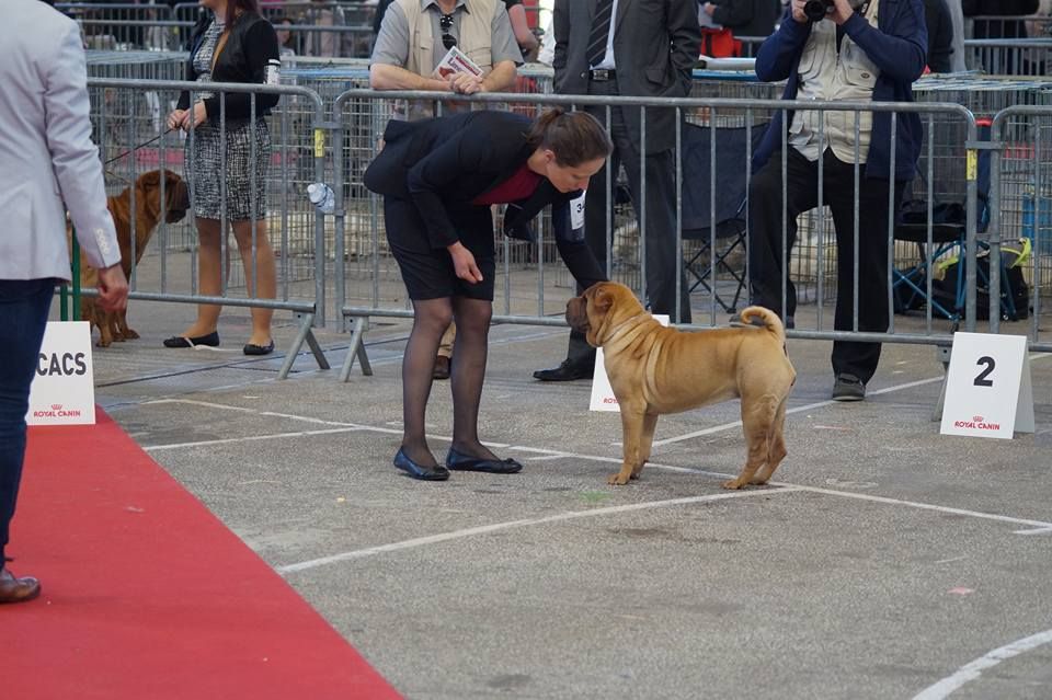 CH. Moonchild doesn't have to be an angel du Nuorilang - 1ere TRES PROMETTEUR - MEILLEUR PUPPY