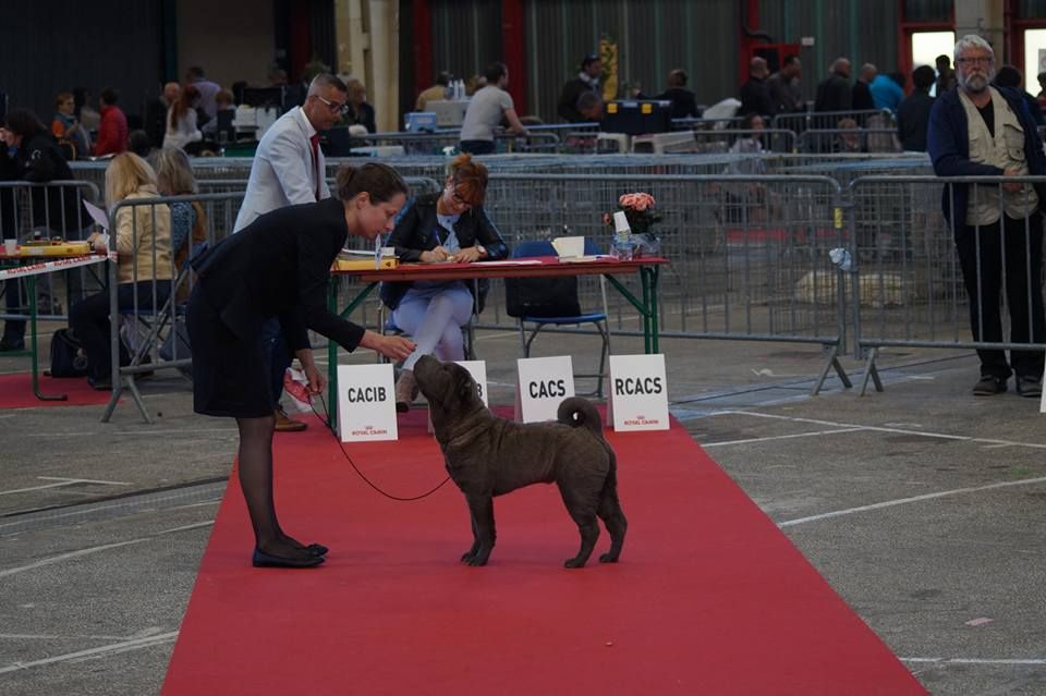 CH. Mickey macaroni du Nuorilang - 2ème TRES PROMETTEUR