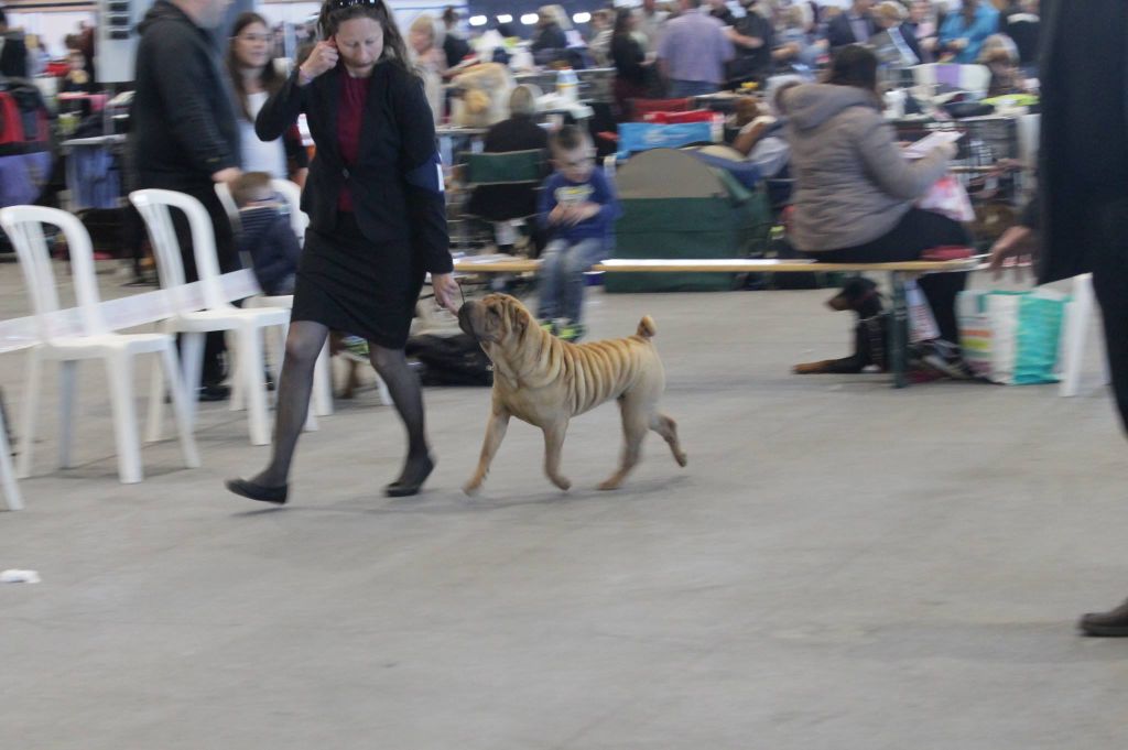 CH. Moonchild doesn't have to be an angel du Nuorilang - 1ere TRES PROMETTEUR - MEILLEUR PUPPY