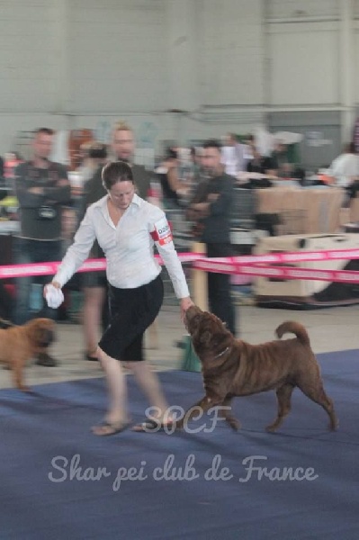 CH. last One standing - CHAMPION DE FRANCE VETERAN