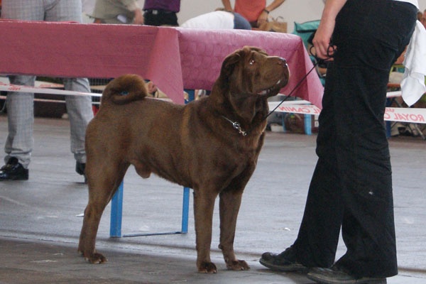 CH. last One standing - 1er Excellent - CACS - CACIB