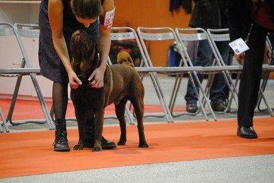 CH. last One standing - 1er Excellent - CACS