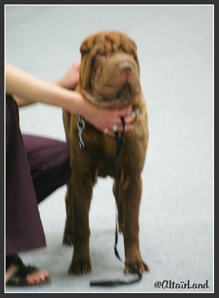 tzo wens Ylang ylang for nuorilang - Très Prometteur