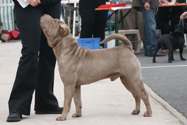 CH. kauai king Plum native dynamite - 4ème Très Bon