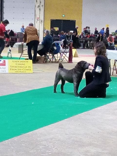 CH. Mickey macaroni du Nuorilang - 2eme EXC-RCACS-RCACIB