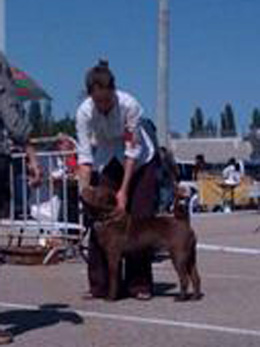 CH. last One standing - 4ème Très Bon