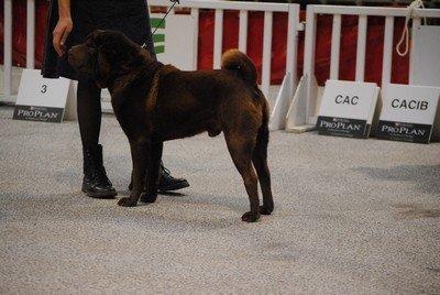 CH. last One standing - 2ème Excellent