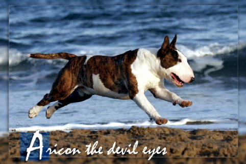 Publication : of Bull's city Auteur : Patrick Chaussoy