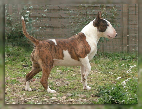 Publication : of Bull's city Auteur : Patrick Chaussoy