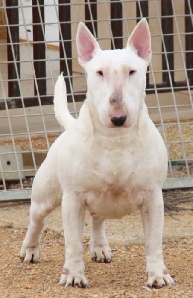 Publication : of Bull's city