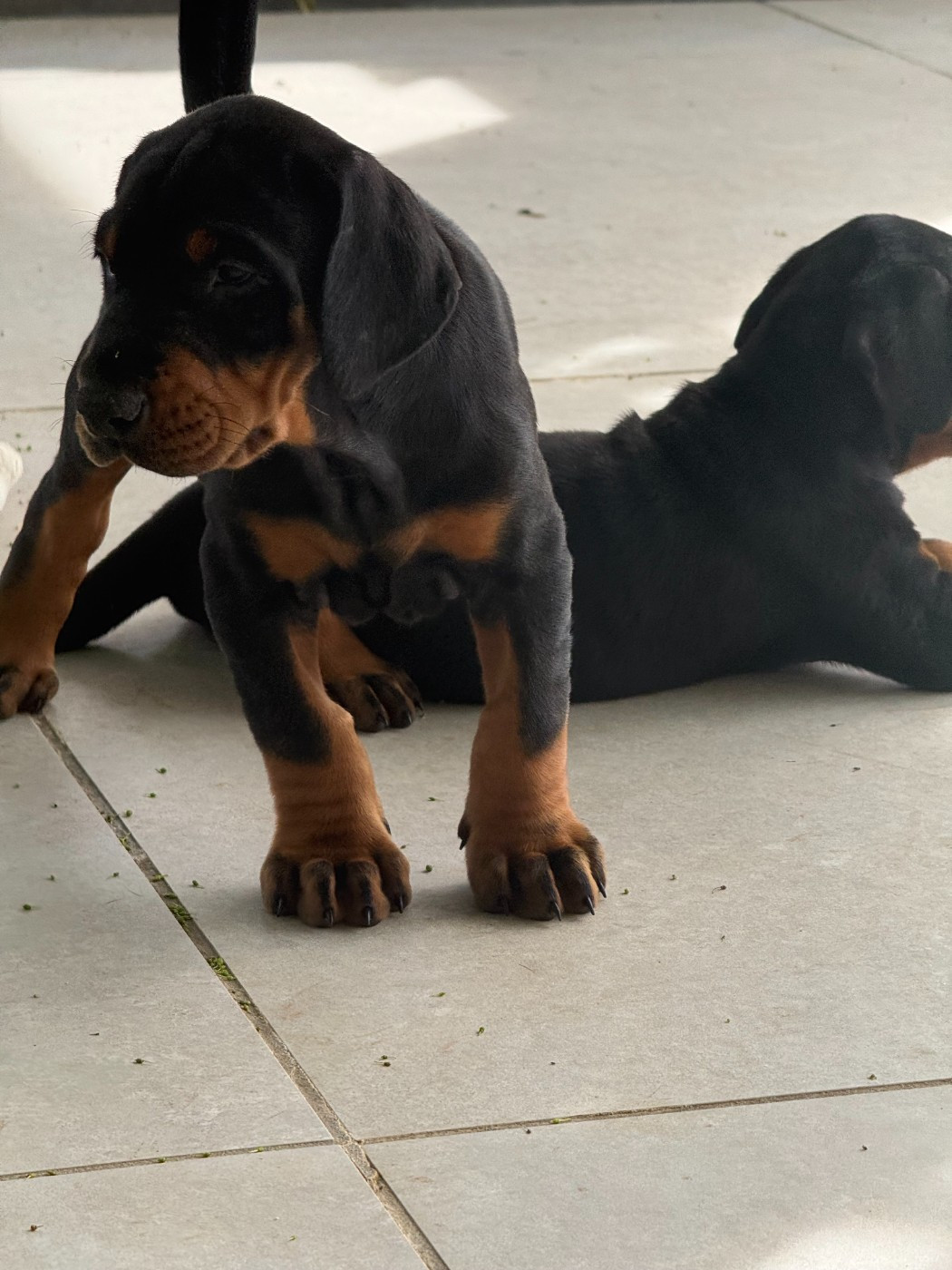 Chiot N°2